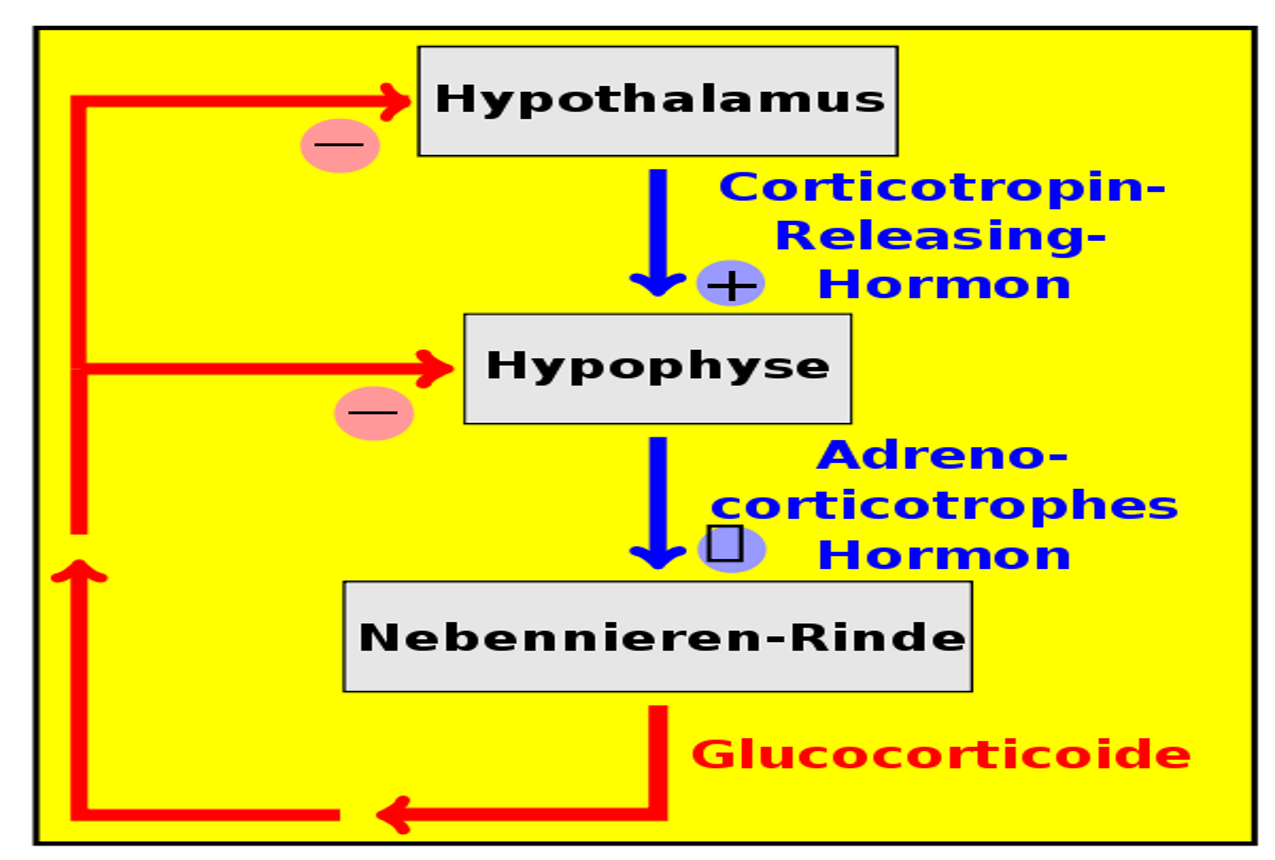 19. Hormonsystem