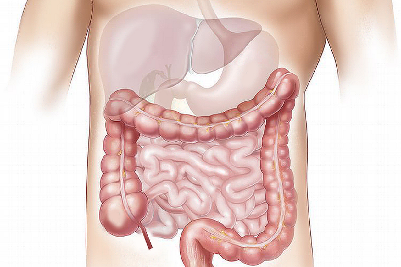14. Verdauungssystem – Magen-Darm